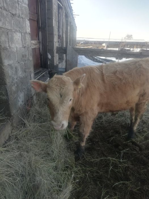 Продам бычков 15 шт