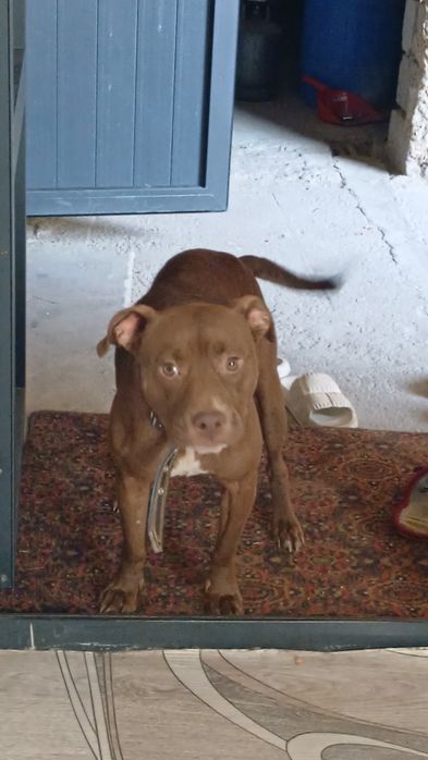 Американский питбуль rednos