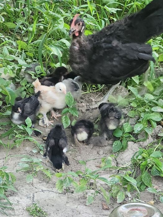 Kurk tovuq bolalari bilan sotiladi