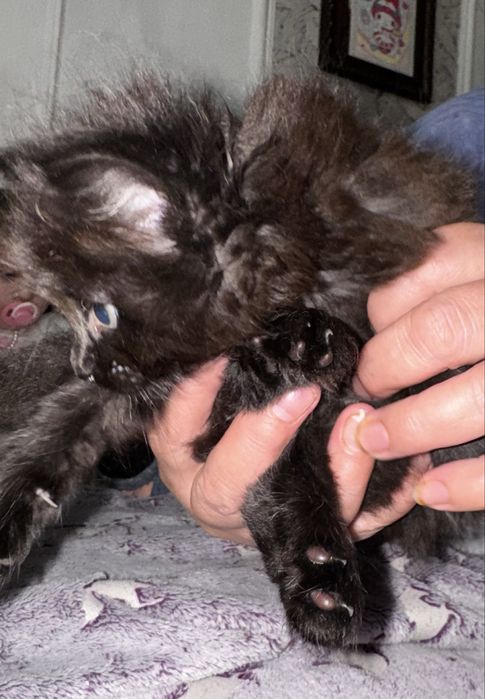 Сиамские котята очень пушистые и красивые