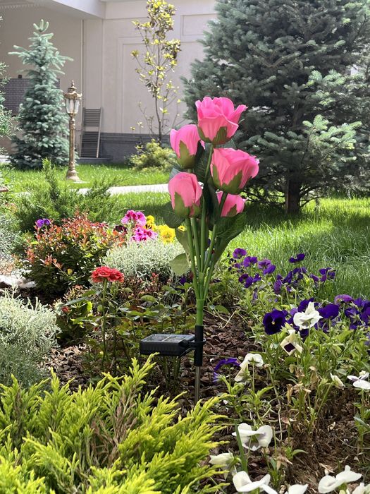 Роза на солнечных батареях