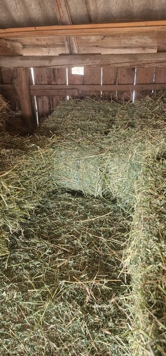 Vând baloți de lucernă