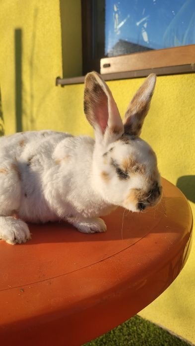 Vând 4 iepurasi Rex tricolor foarte frumosi