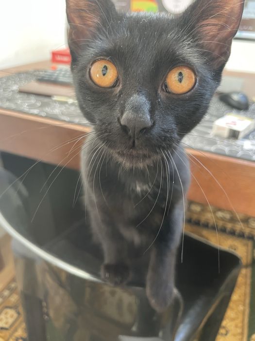 Ofer doi pui negri spre adoptie