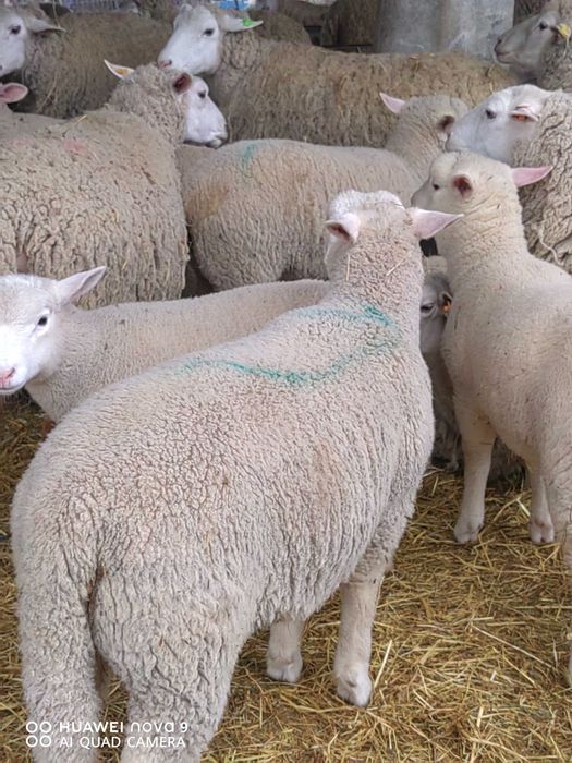 Продавам  агнета