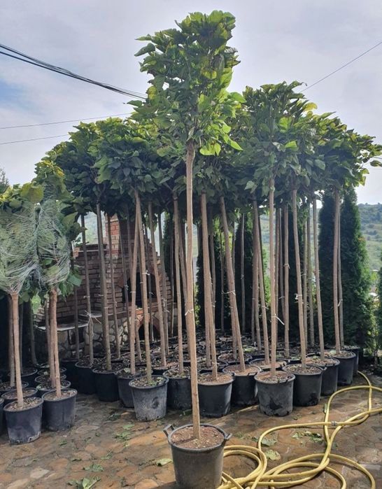 Amenajează-ți grădina cu plante exotice și decorative – Palmieri, Yucc