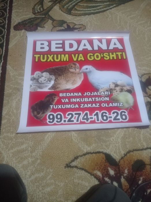 Бедана тухуми жужаси сотилади