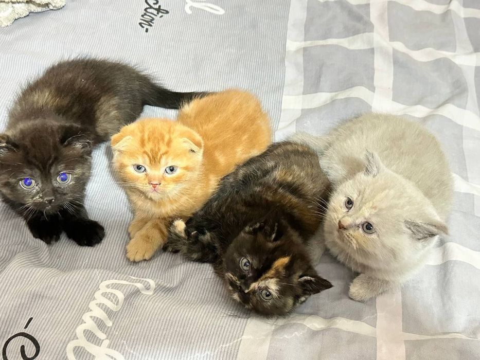 Скоттиш фолд вислоухие