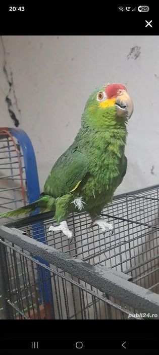 Păsări exotice și altele