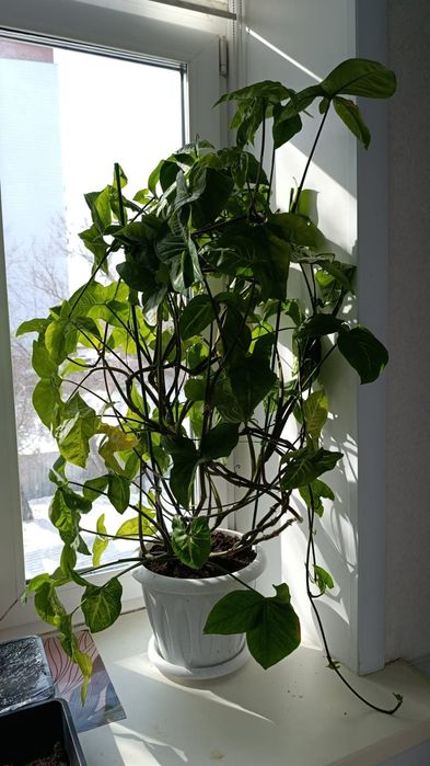 Продам красивые цветы