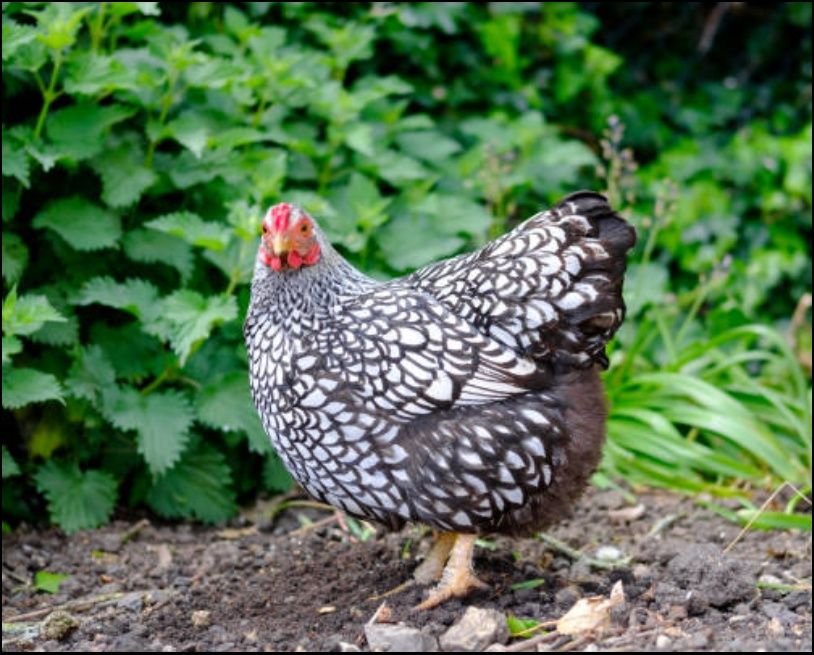 Ouă Wyandotte pentru incubat.