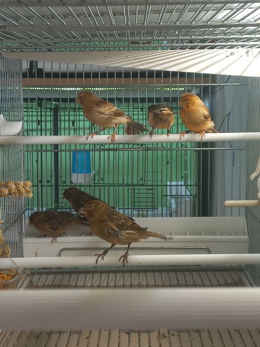 Canari masculi  si femele 2025 și pui 2026