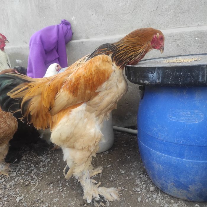 Продам петуха брама палевый