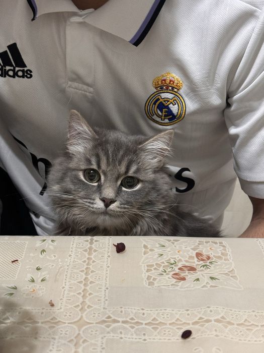 на хорошие руки