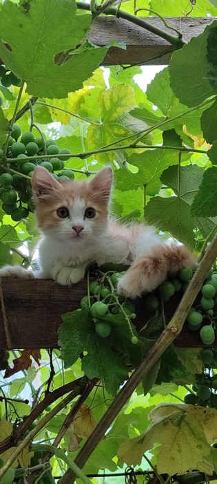 Два мальчика турецкой ангоры 2 месяца,