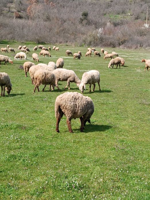 Свободни млади овце