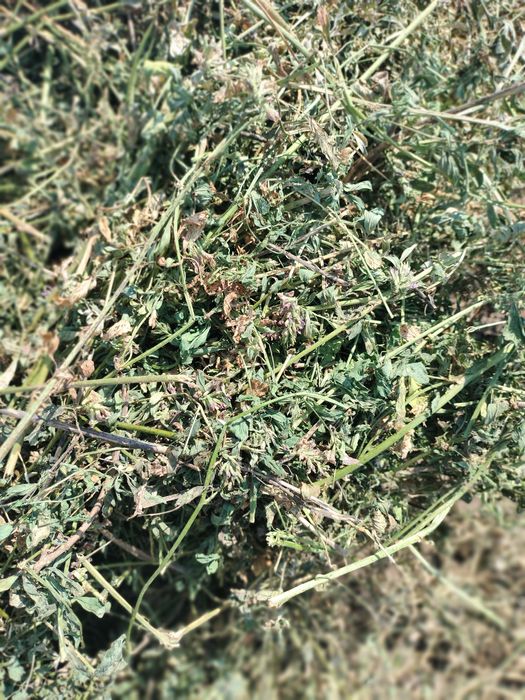 Baloți lucerna  coasa 3