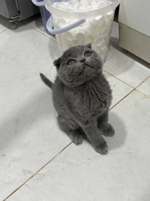 Продаются котята 2,5 месяца шотландцы от правильной вязки