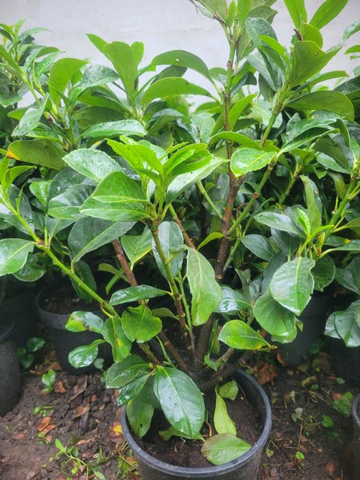 Laur englezesc Etna 50-60cm - foarte ramificat
