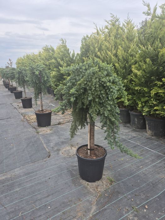 Brazi Mesteacăn Tei Arțar Plante Ornamentale
