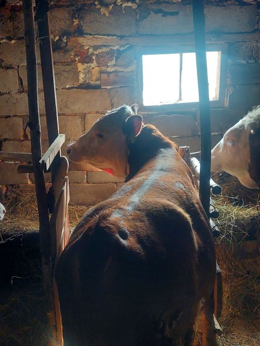 Продам бычков находятся в селе макинка