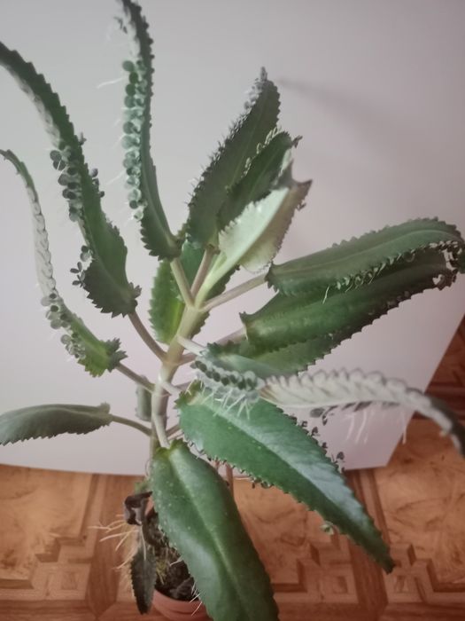 Каланхоэ растение