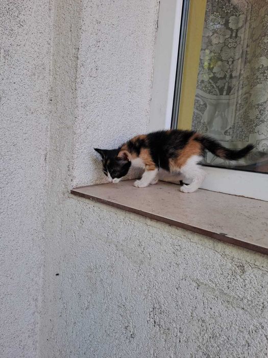 Adoptie pisicuta mica foarte draguta