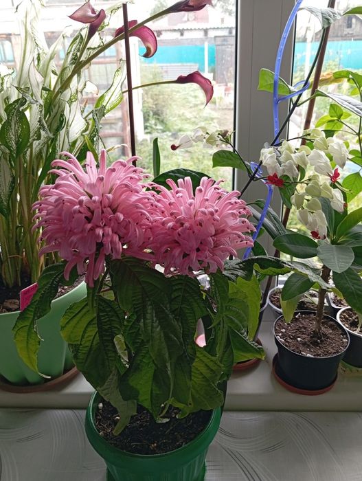 Продам красивую Якобинию