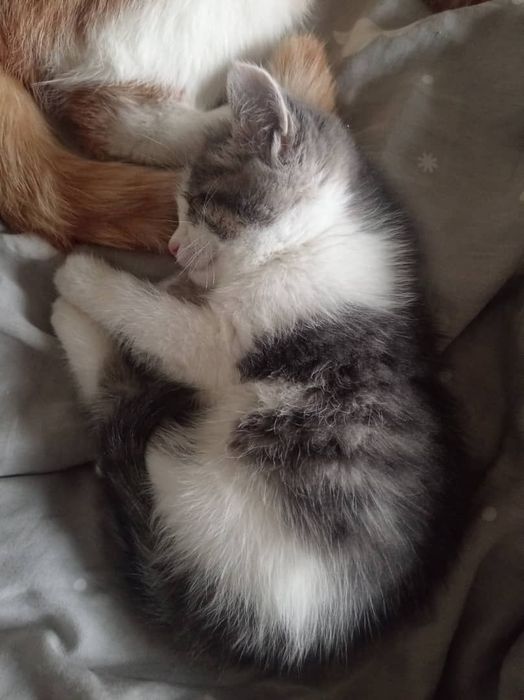 Кошечка 2 мес, в семью на всю жизнь. Ответственным!