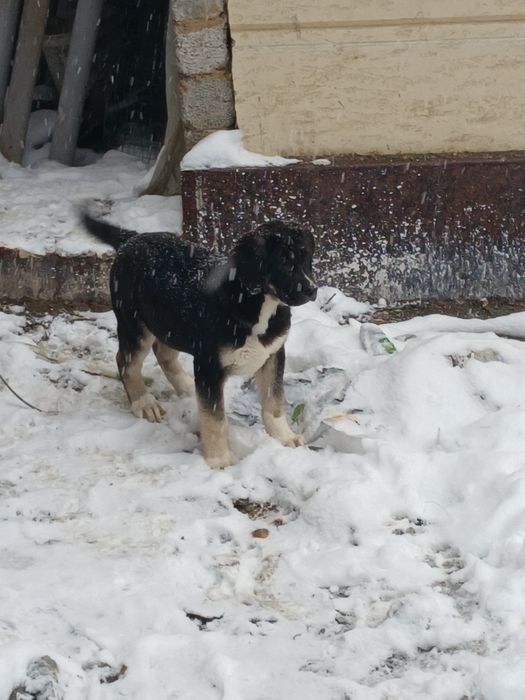 Охранник собаки боетс