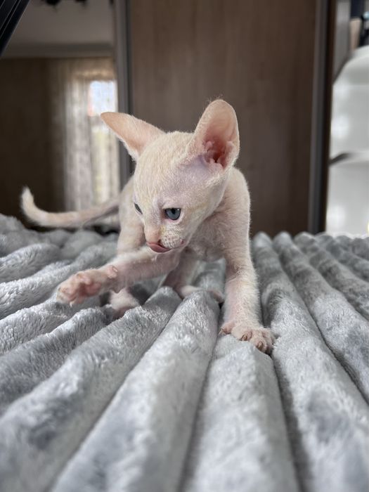 Продается котенок сфинкс