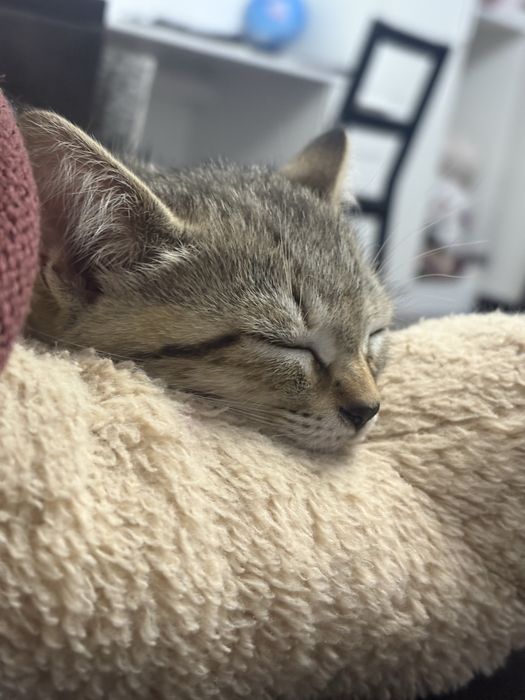 Котенок в добрые руки