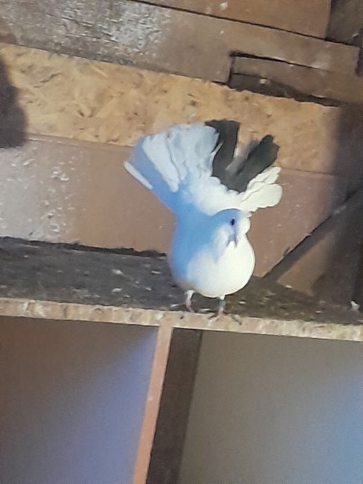 Vând porumbei curcani