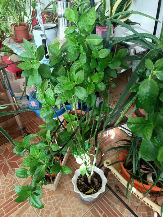 Продается Комнатные цветы цветы