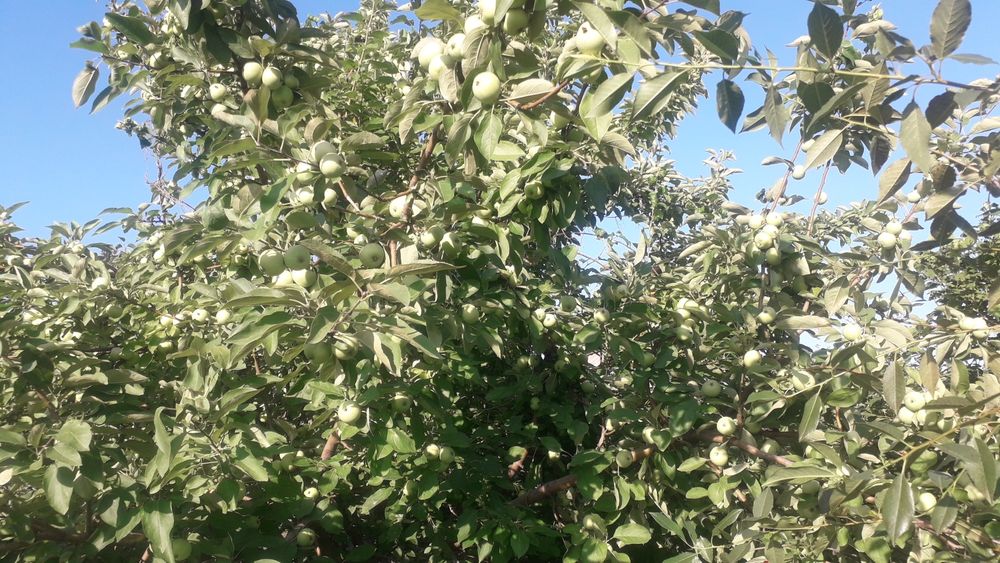 Продам(сдам) дачу сад Южный.