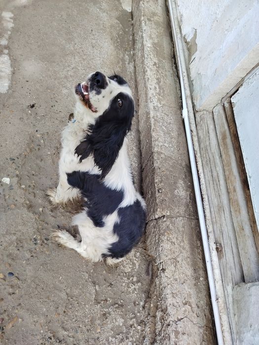 Hamasi tezda sotiladi