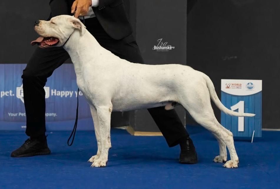 Dogo Argentino/Dog Argentinian