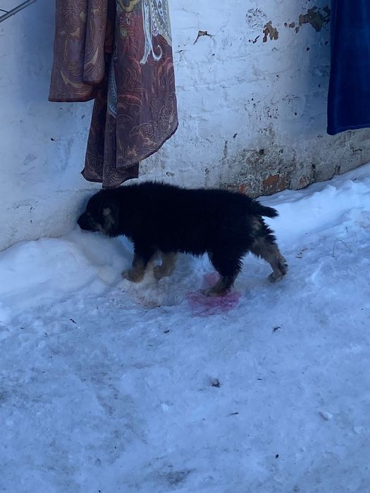 Продам щенка алабая