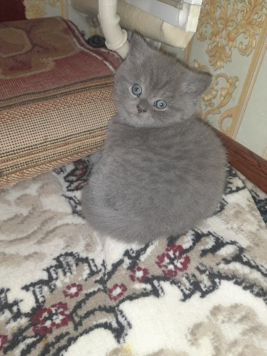 Скоттиш Страйт 1.5 месяцев