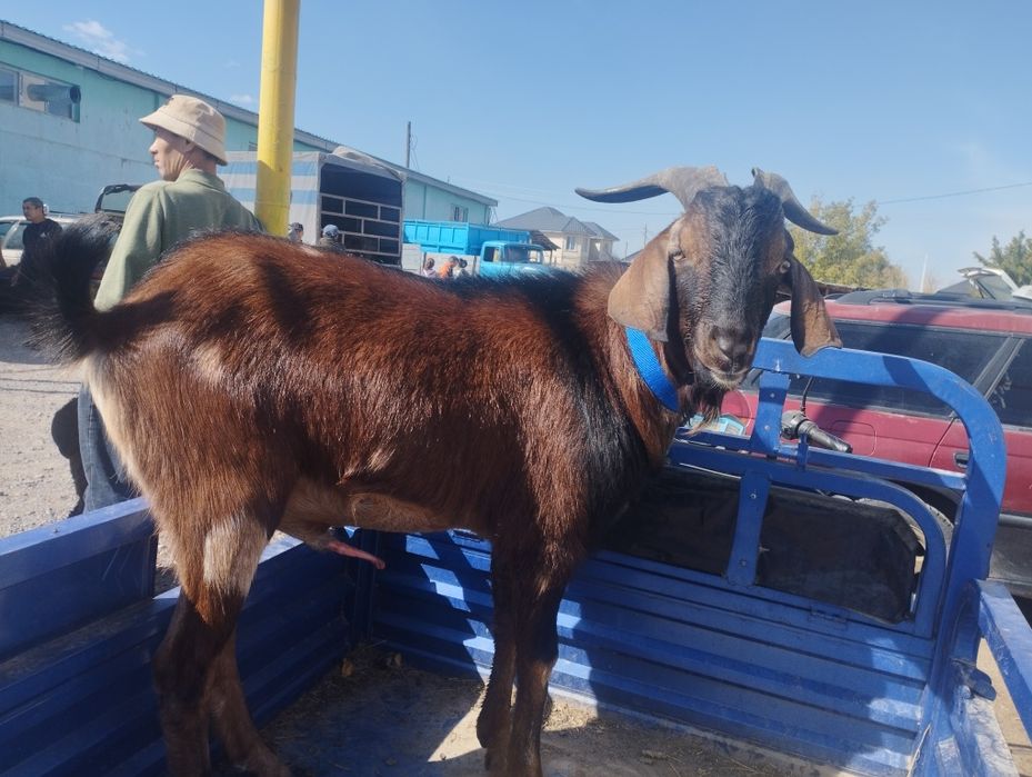 Продам козла производителя