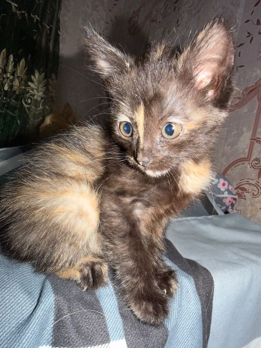 Котята в поисках семьи
