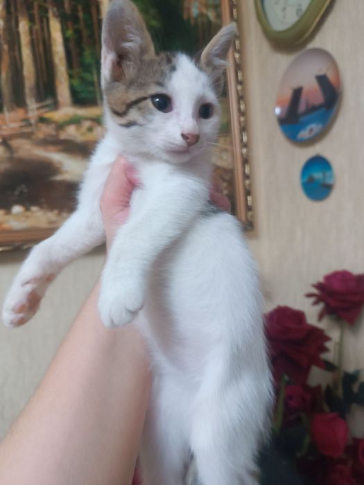 Отдаем котят чистенькие