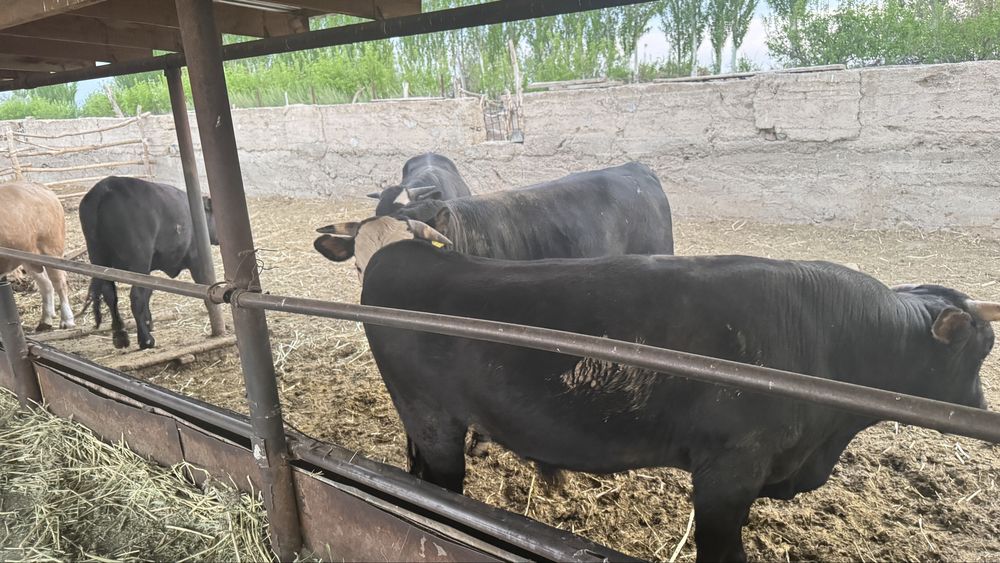 Бұқалар! Бычки!!!