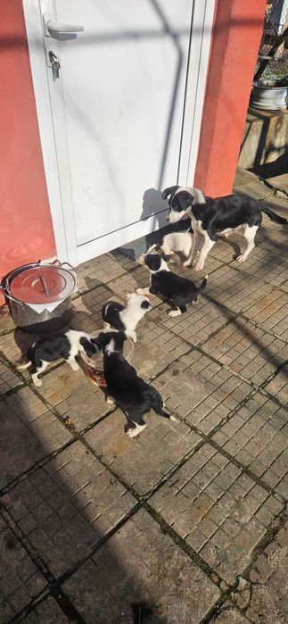 Подаряват се малки, сладки кученца, които са родени на 21 ноември.