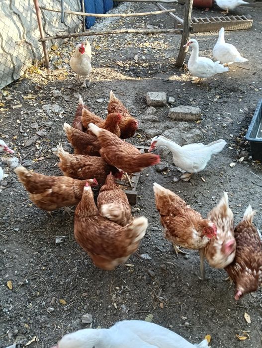 Gaini de ouă.  12 buc