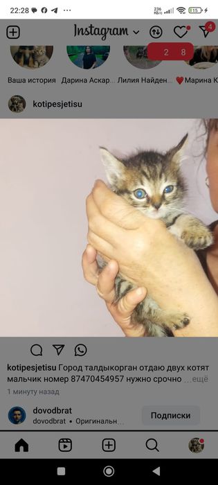 Котенок в добрые ручки для любви и ласки