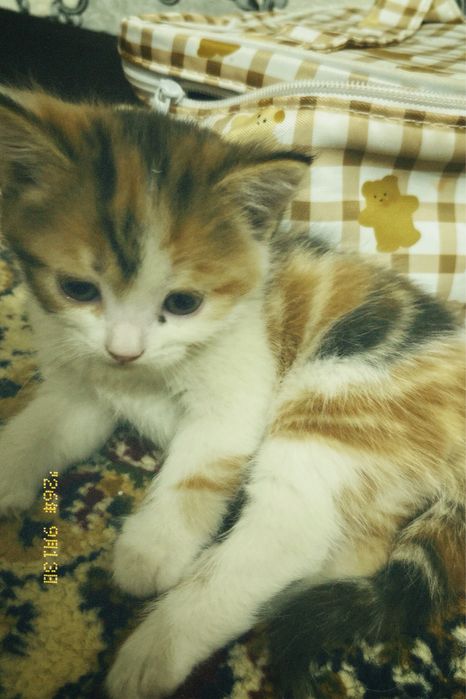 отдам котика в хорошие руки!!