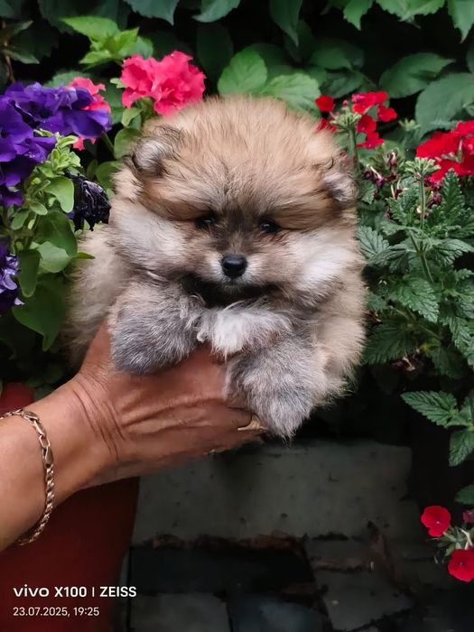 Очаровательные щенки шпица.