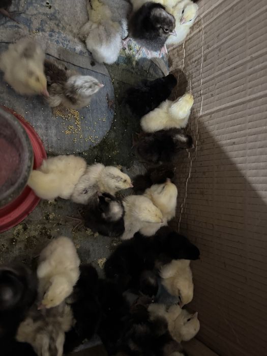 Продам  домашних цыплят