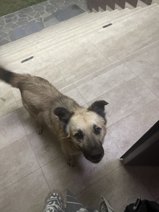 Потерялась собака